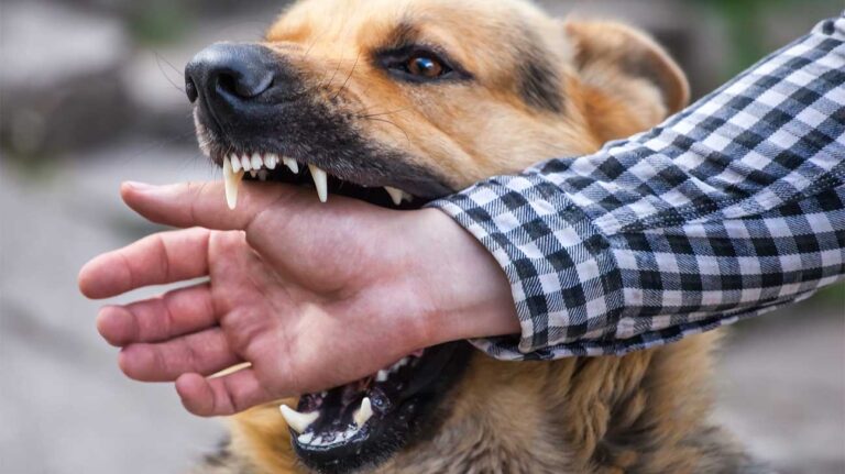Victim of Dog Bite Injury? Know-How, a Lawyer, Can Help!