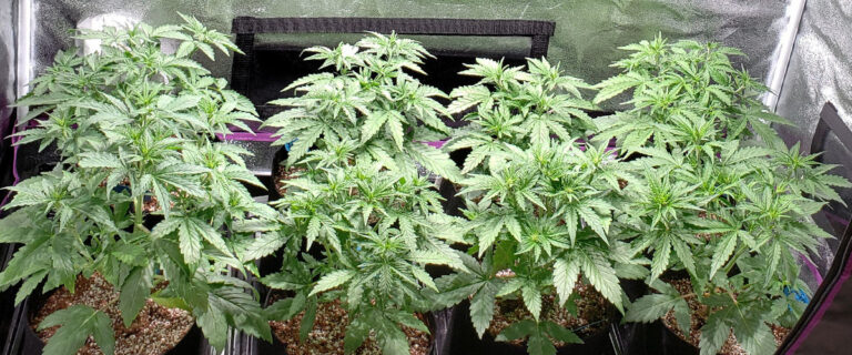 How To Buy Easy to Grow Marijuana Seeds