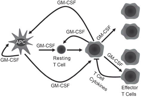 Importance of Granulocyte-Macrophage Colony-Stimulating Factor (GM-CSF)